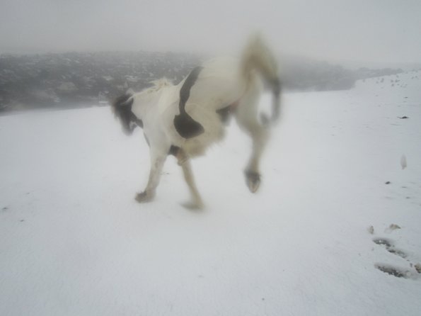 Lance playing in the snow