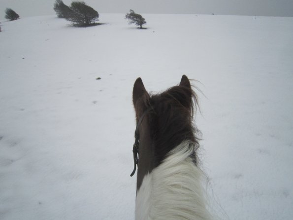 Lance ridden earshots (2)