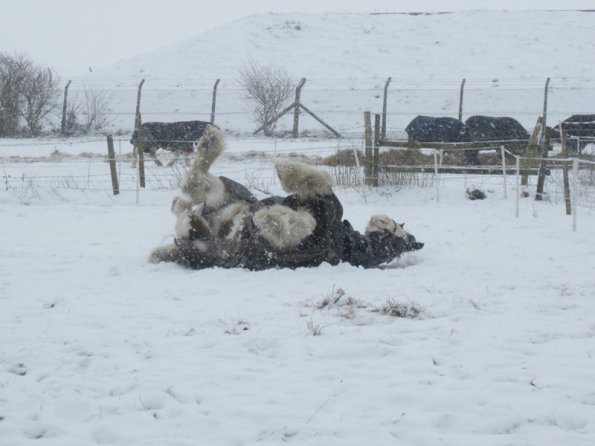 Lucy Locket in the snow