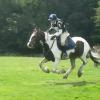 Lance XC gallop (2)