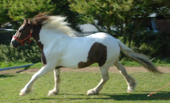 Blurry canter