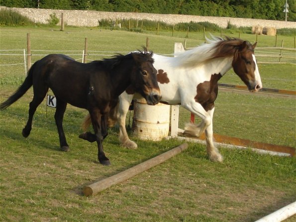 Synchronised trotting pole