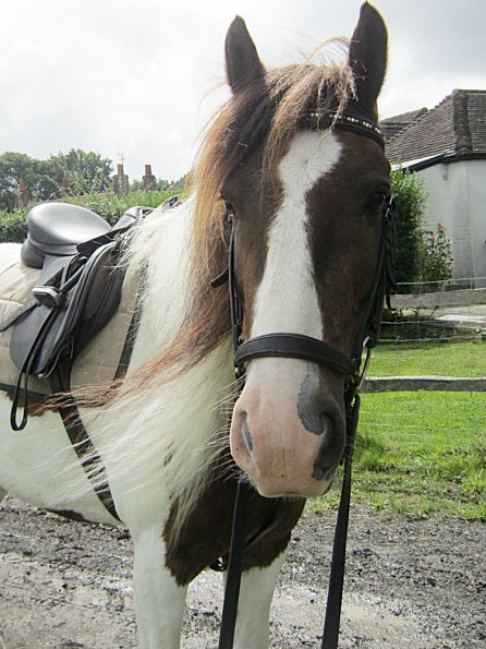 Posing with bling browband (2)