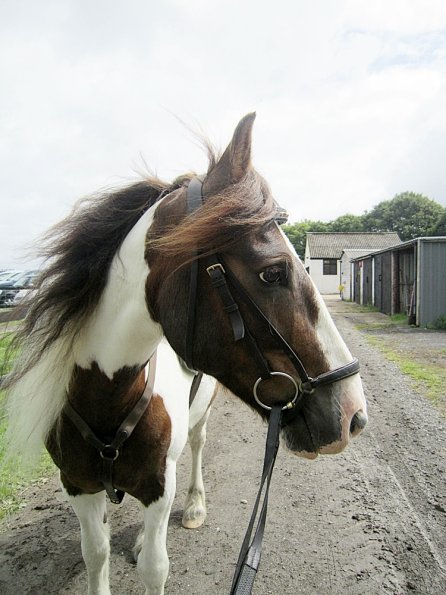 Posing with bling browband (3)