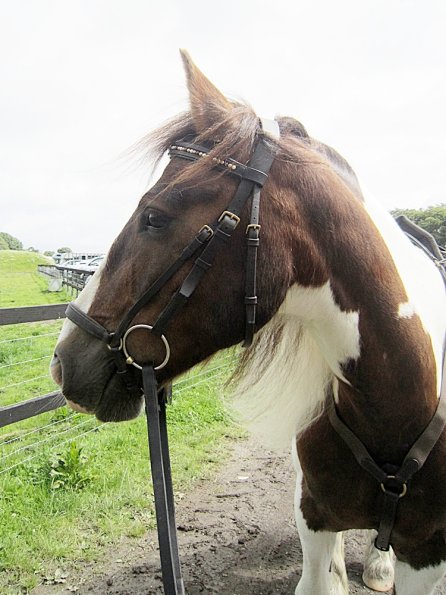 Posing with bling browband (4)