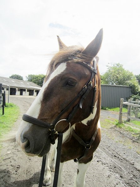 Posing with bling browband (5)