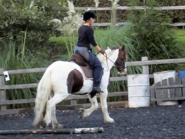 Lance trotting poles (11)