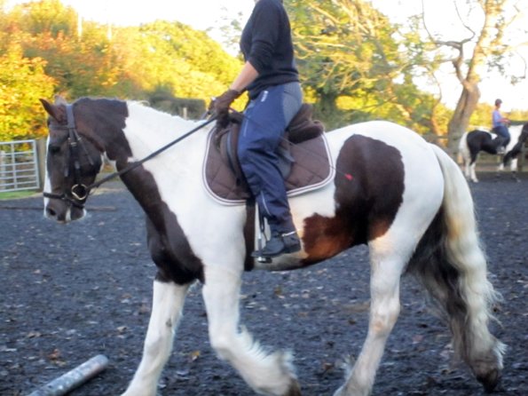 Lance trotting poles (17)