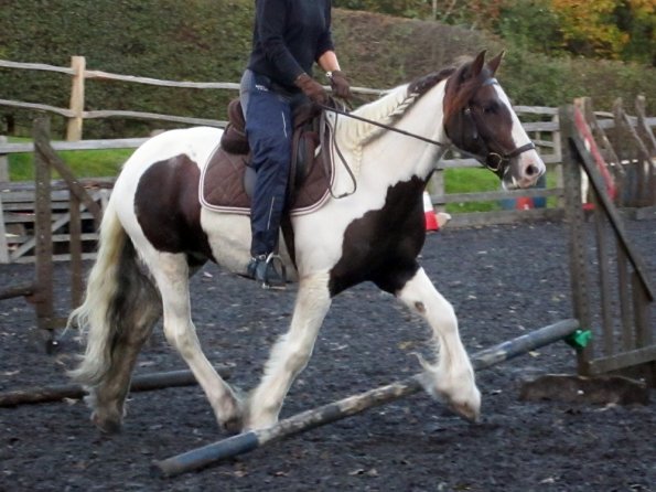 Lance trotting poles (19)