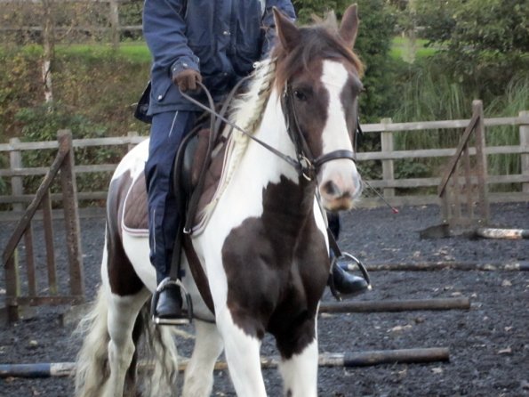 Lance trotting poles (7)