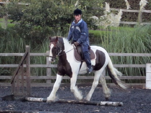 Lance trotting poles (9)