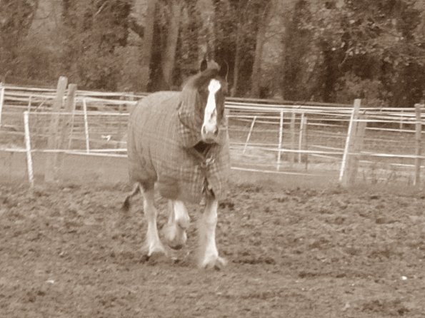 Lance in the trees (2)