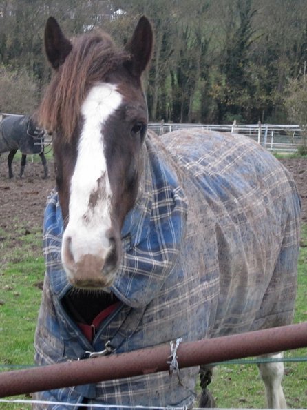 Lance in the trees (3)