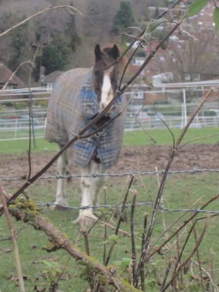 Lance in the trees (4)