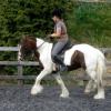 Trot work (10)