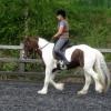 Trot work (11)