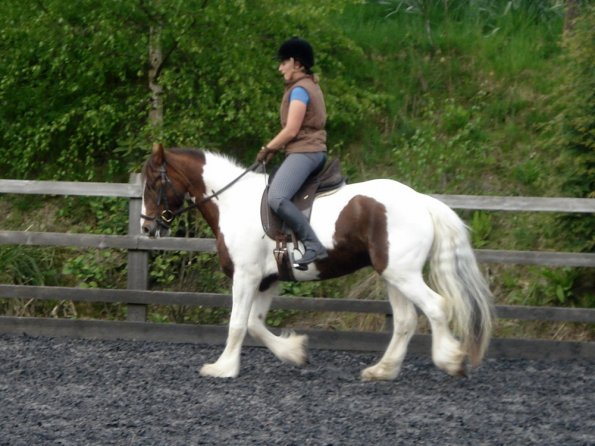 Trot work (11)