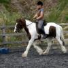 Trot work (12)
