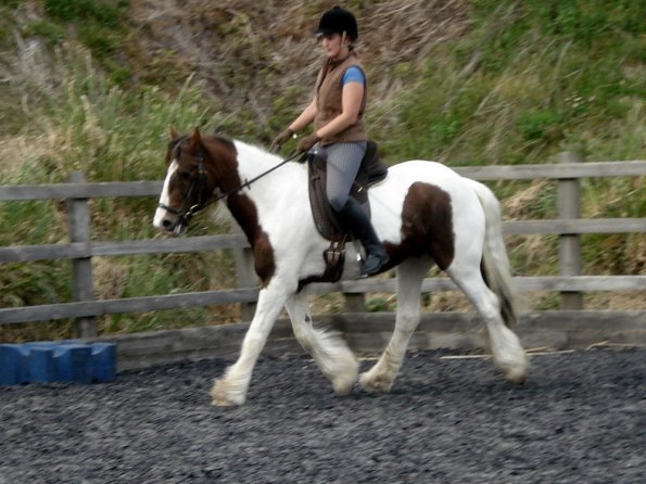 Trot work (12)