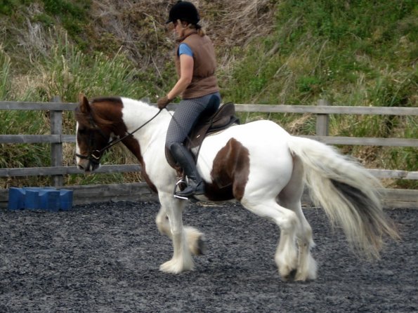 Trot work (14)