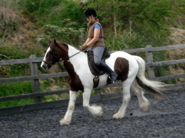 Trot work (15)