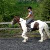 Trot work (4)