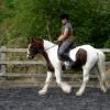 Trot work (5)