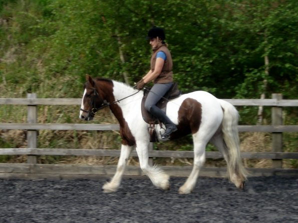Trot work (5)