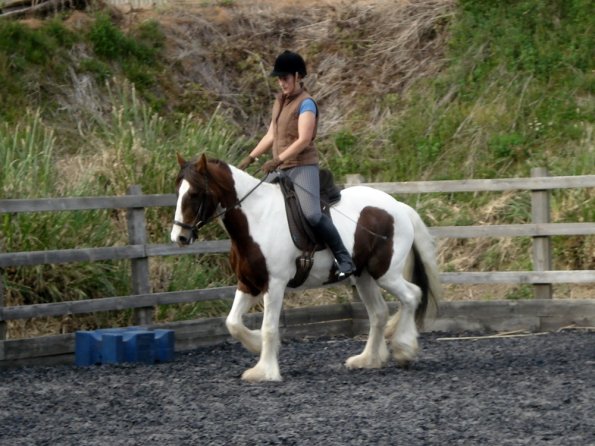 Trot work (7)