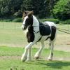 Flatwork (7)