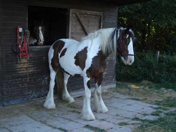 Happy scratching 2.jpg