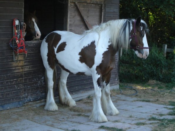 Happy scratching.jpg