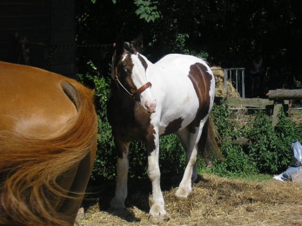 OLYMPUS DIGITAL CAMERA