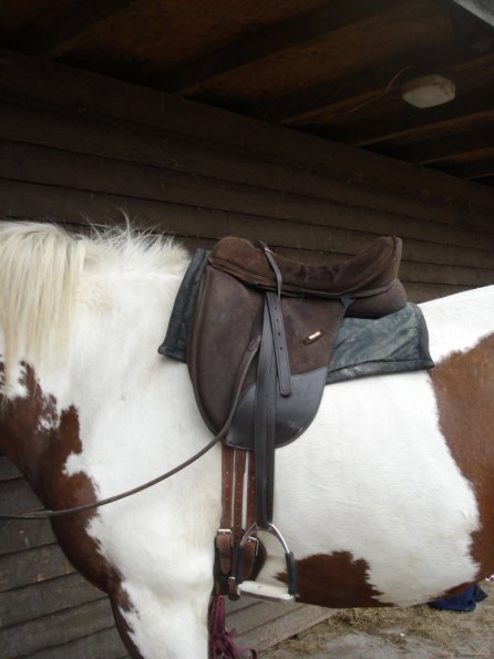 Lucys saddle