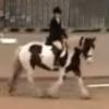 Dressage19October2008 001_0002.jpg