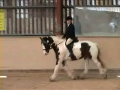 Dressage19October2008 003_0001.jpg