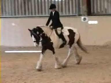 Dressage19October2008 003_0003.jpg