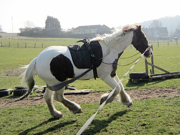 Cantering right (2)