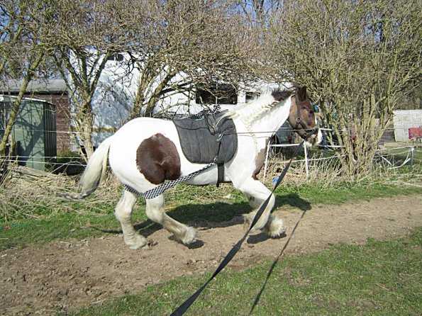 Cantering right (6)