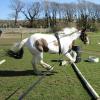 Lancelot lunging (11)