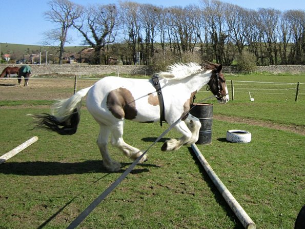 Lancelot lunging (11)