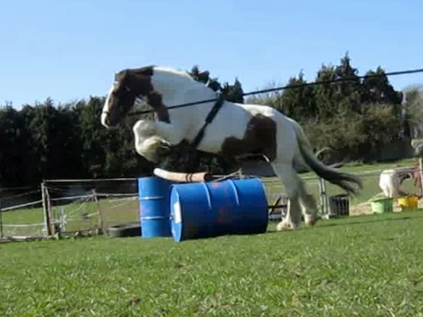 Lancelot lunging (12)