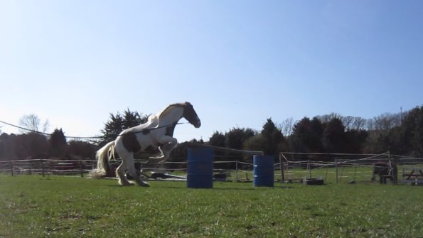 Lancelot lunging (14)