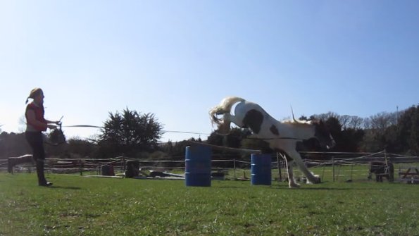 Lancelot lunging (15)