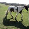 Lancelot lunging (16)