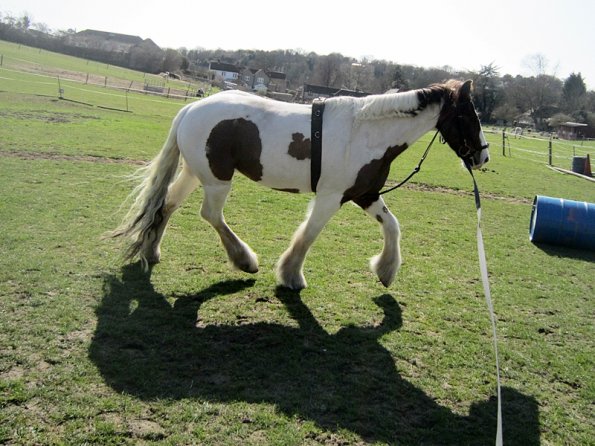 Lancelot lunging (16)