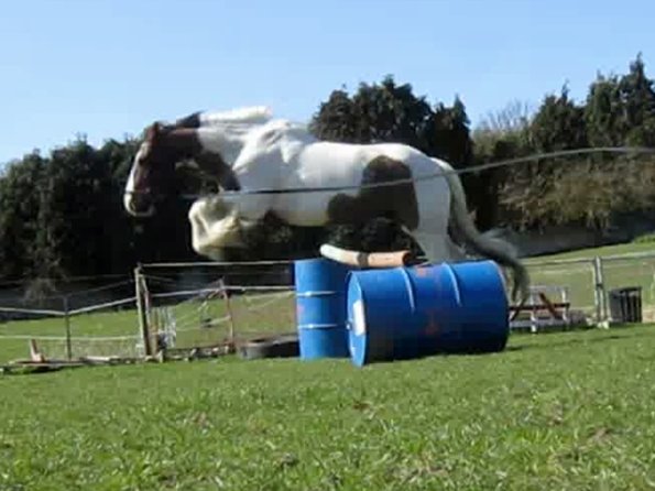 Lancelot lunging (17)