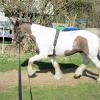 Lancelot lunging (18)