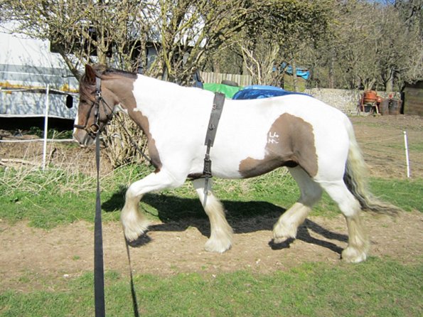 Lancelot lunging (18)