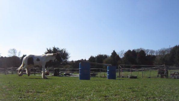 Lancelot lunging (19)